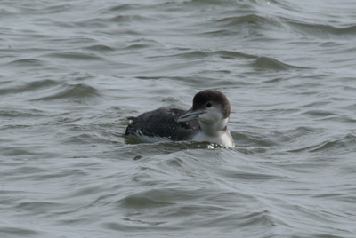 Common Loon