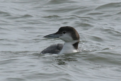 Common Loon