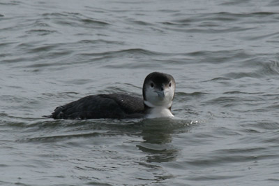 Common Loon