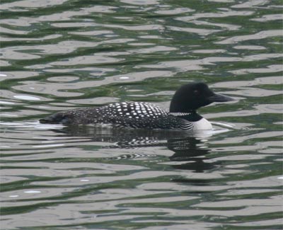 Common Loon