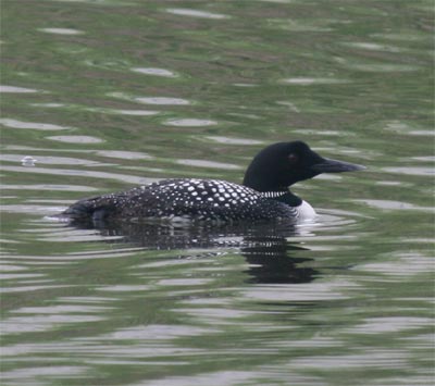 Common Loon