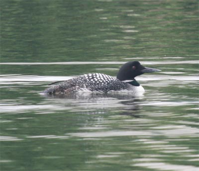 Common Loon