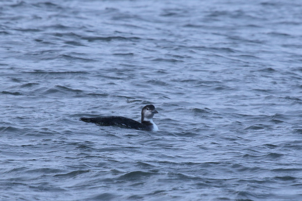 Common Loon