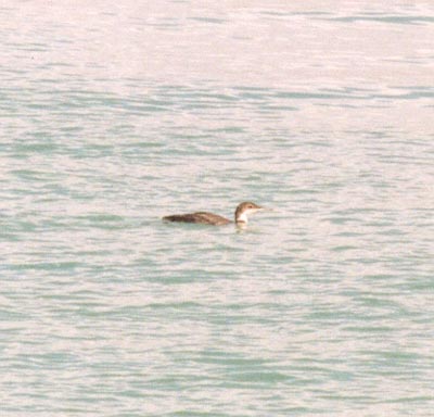 Common Loon