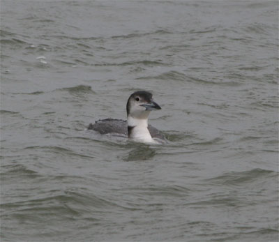 Common Loon