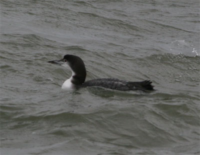 Common Loon