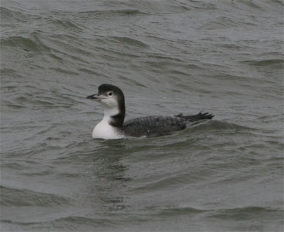 Common Loon