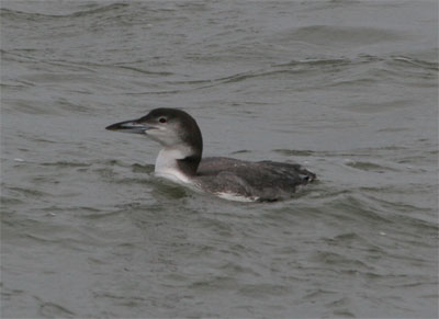 Common Loon