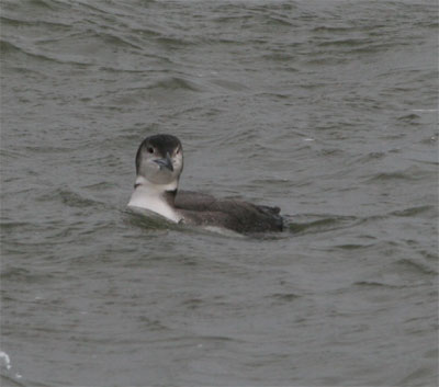 Common Loon