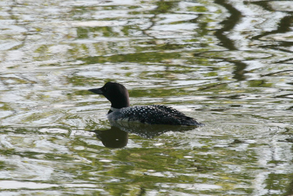 Common Loon