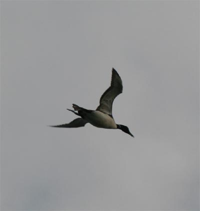 Common Loon