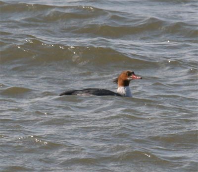 Common Merganser