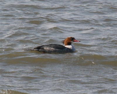 Common Merganser