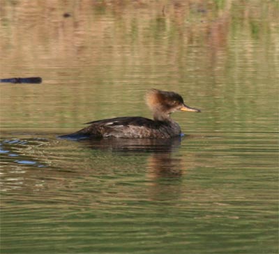 Common Merganser