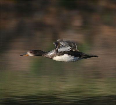 Common Merganser