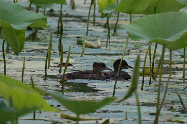 Common Merganser Babies