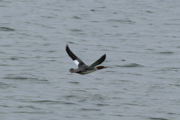 Common Merganser