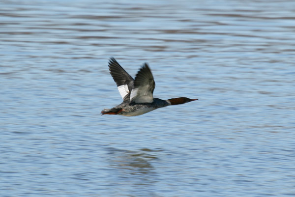 Common Merganser Flying