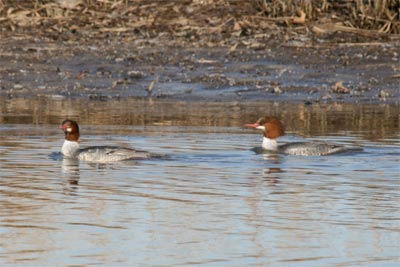 Common Merganser