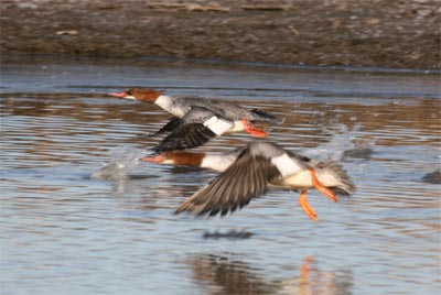 Common Merganser