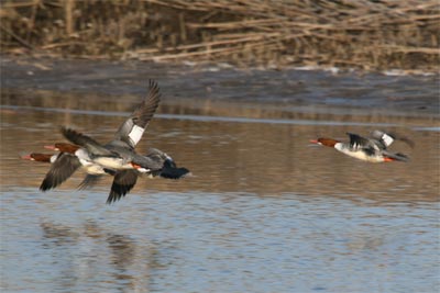 Common Merganser