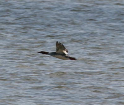 Common Merganser