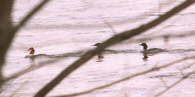 Common Merganser