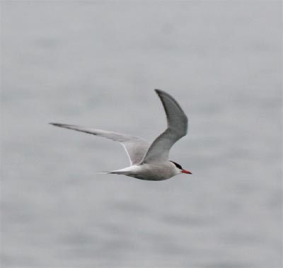 Common Tern