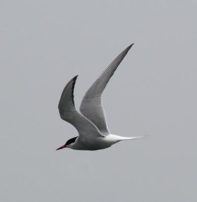 Common Tern