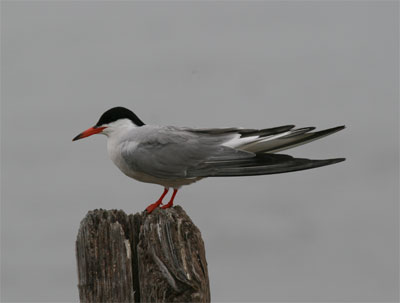 Common Tern