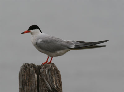 Common Tern