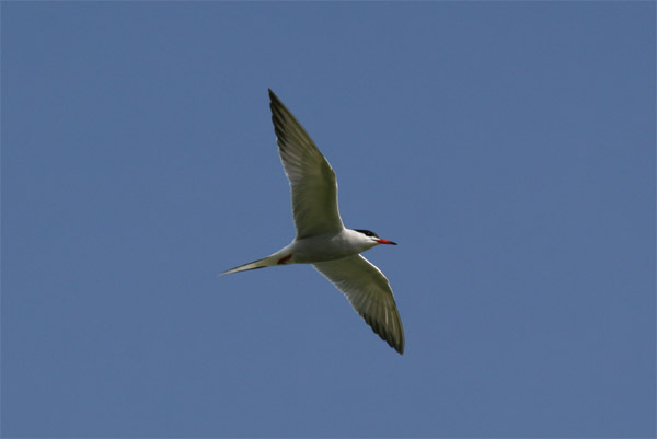 Common Tern