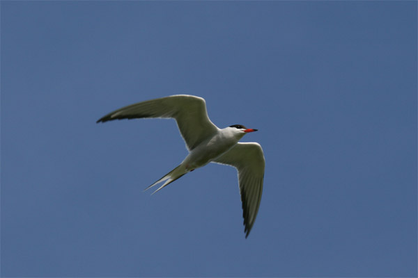 Common Tern