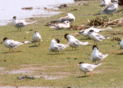 Common Terns