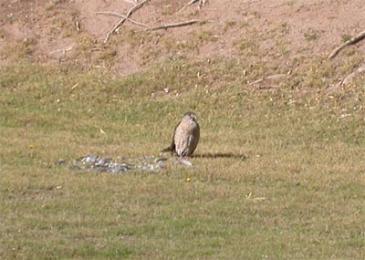 Cooper's Hawk