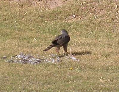 Cooper's Hawk