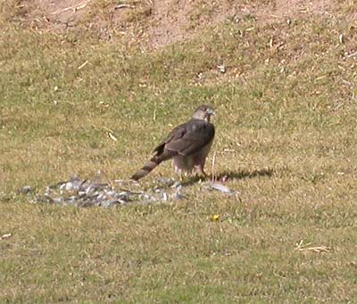 Cooper's Hawk