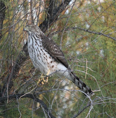 Cooper's Hawk