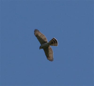 Cooper's Hawk