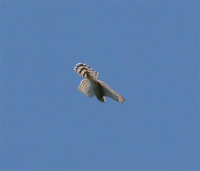 Cooper's Hawk