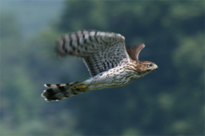 Cooper's Hawk