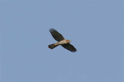 Cooper's Hawk