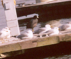 American Coot