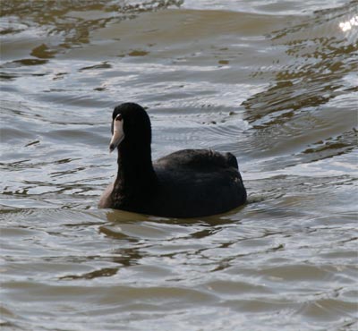 American Coot