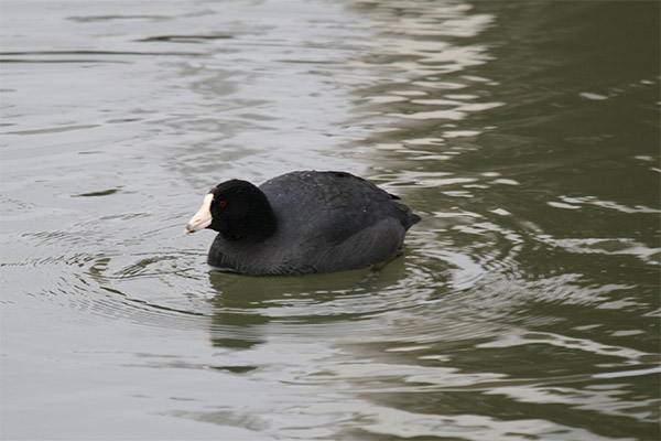 American Coot