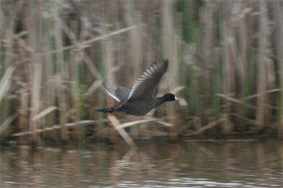 American Coot