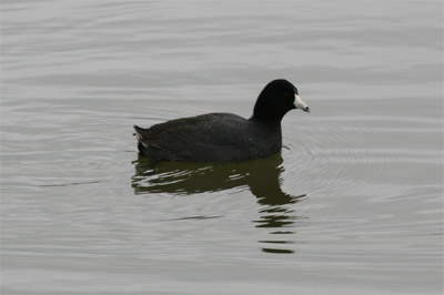 American Coot