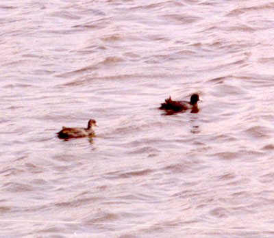 American Coots