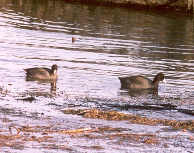 American Coots