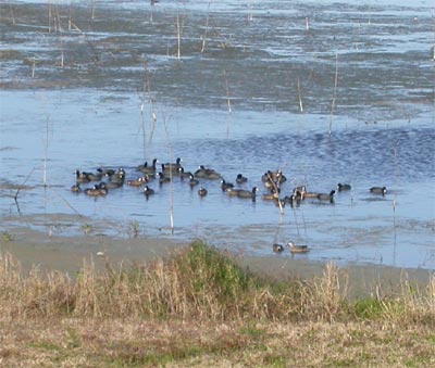 American Coots